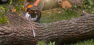 Professional  Tree Services in Moriarty, NM